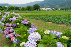 2023開成町あじさいまつり