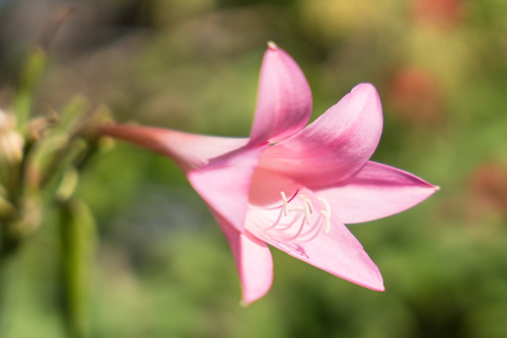 港の見える丘公園 スナップ