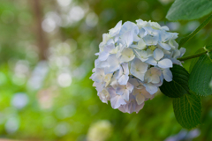 八景島あじさい祭り2023