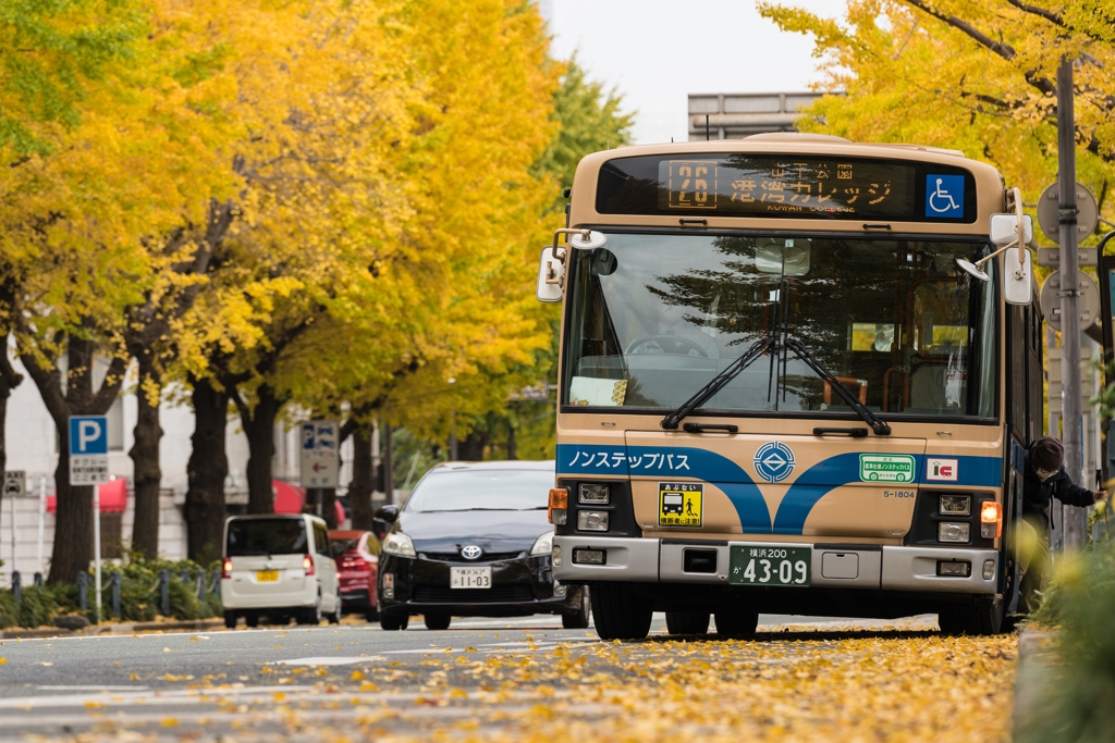 山下公園　銀杏並木