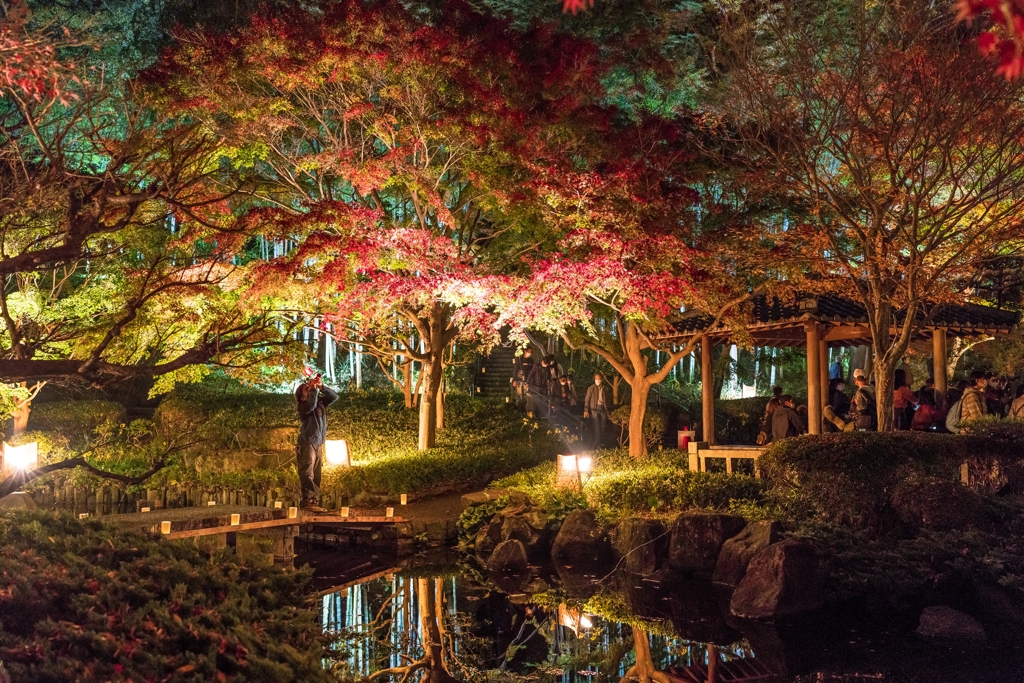大磯城山公園　紅葉ライトアップ