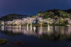 三渓園　桜ライトアップ2023