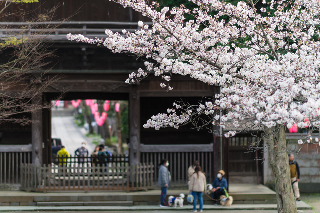 2024 春の称名寺