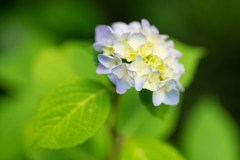 八景島　あじさい祭り