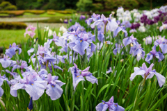 皇居　二の丸庭園