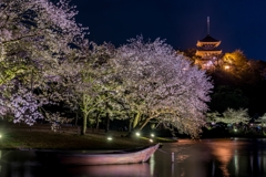 三渓園　桜ライトアップ2023