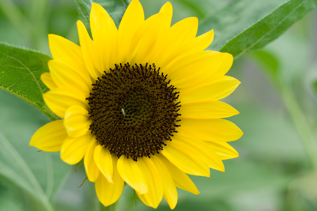 山下公園のひまわり