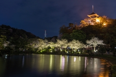 三渓園　桜ライトアップ2023