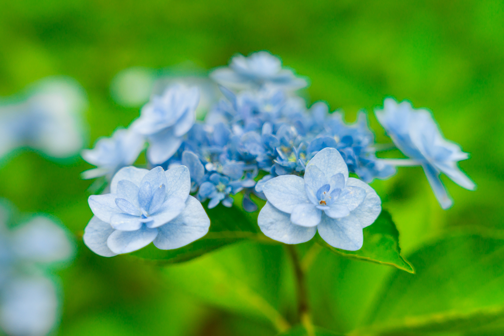八景島あじさい祭り2023