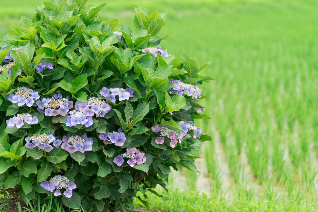 2023開成町あじさいまつり