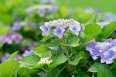 2023開成町あじさいまつり