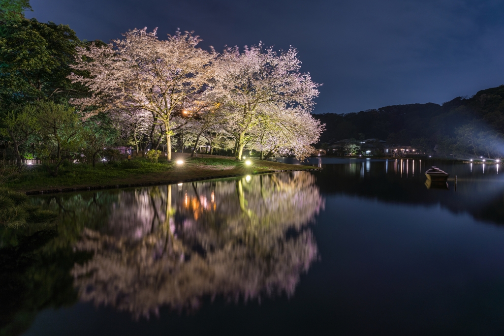 三渓園　桜ライトアップ2023