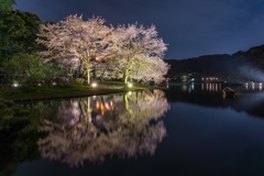 三渓園　桜ライトアップ2023