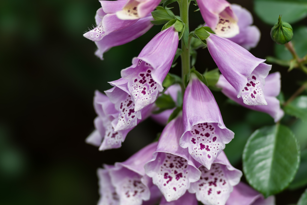 山下公園スナップ