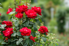 山下公園スナップ