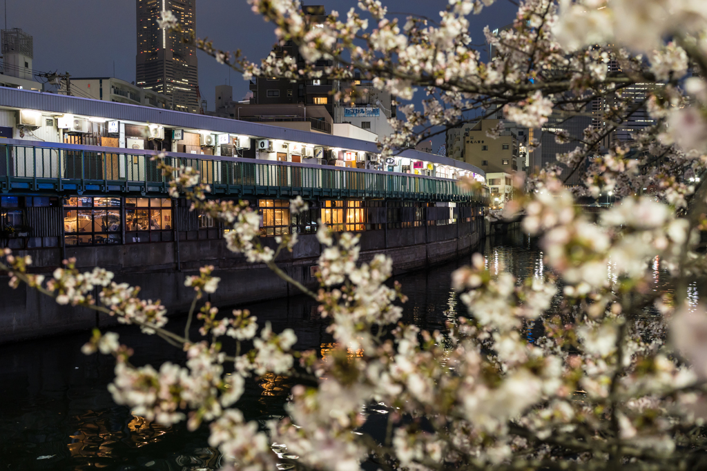 2023年大岡川の桜