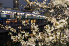 2023年大岡川の桜