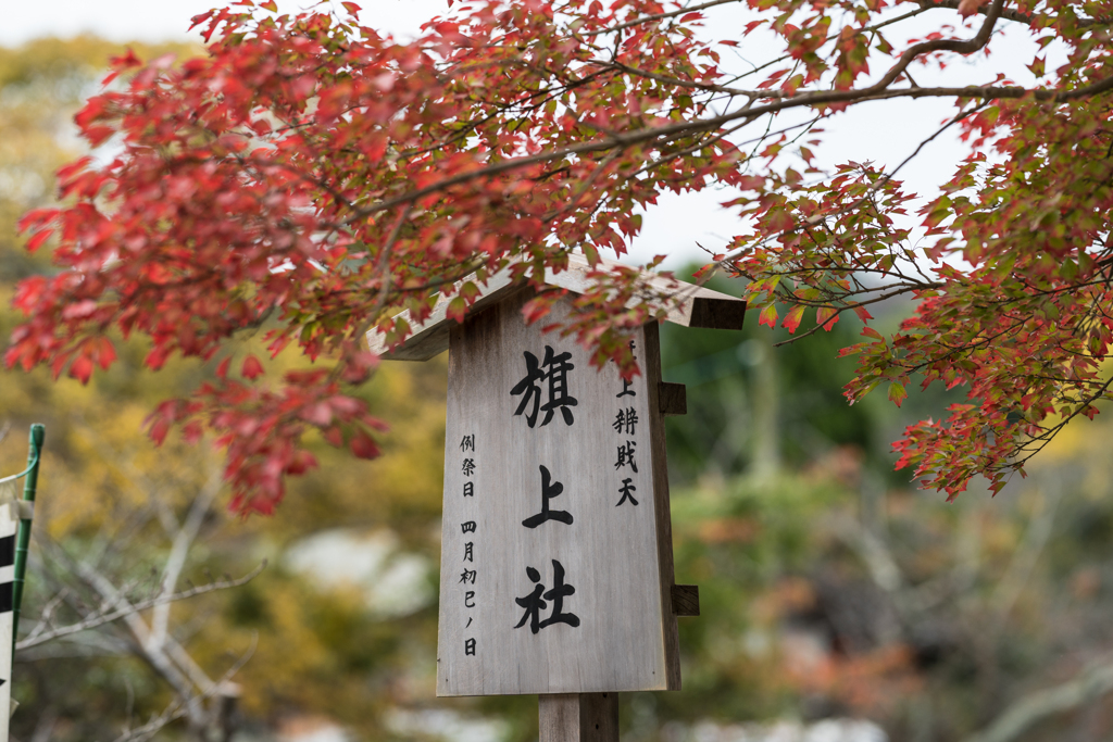 鎌倉、鶴岡八幡宮スナップ