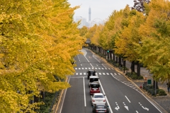 山下公園　銀杏並木