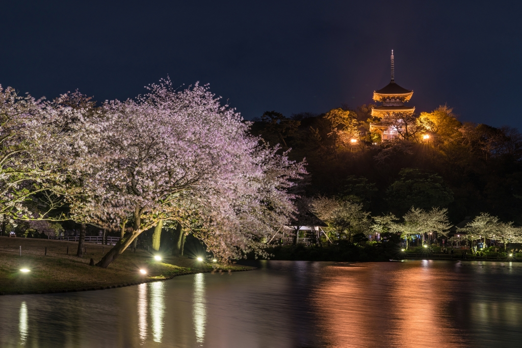 三渓園　桜ライトアップ2023