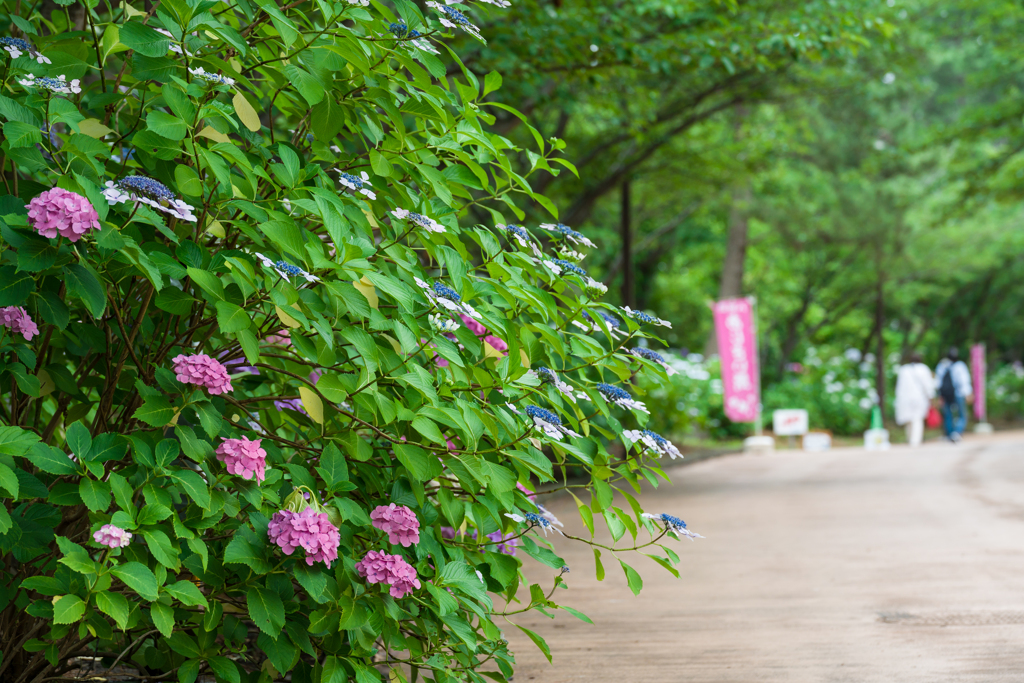 八景島あじさい祭り2023