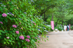 八景島あじさい祭り2023