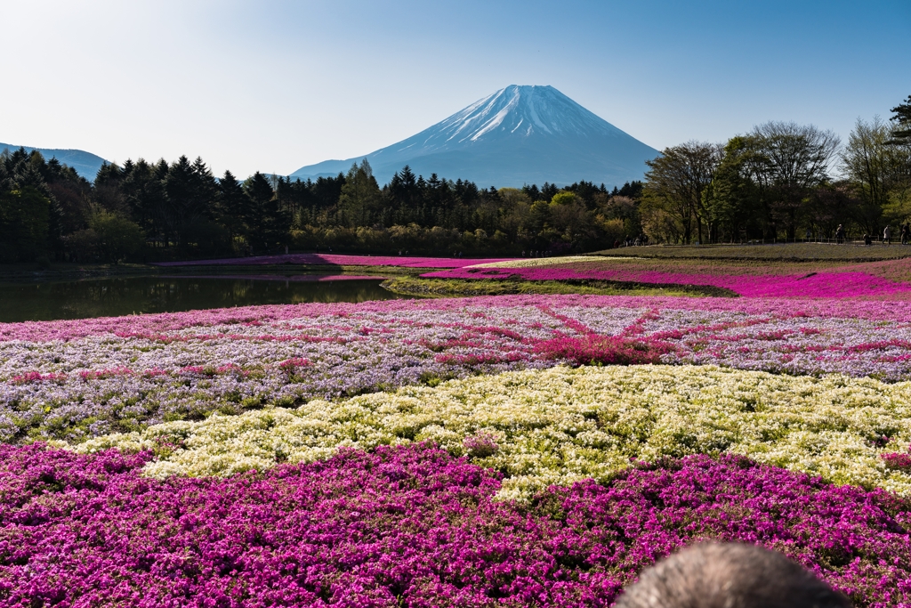 富士芝桜まつり 2022