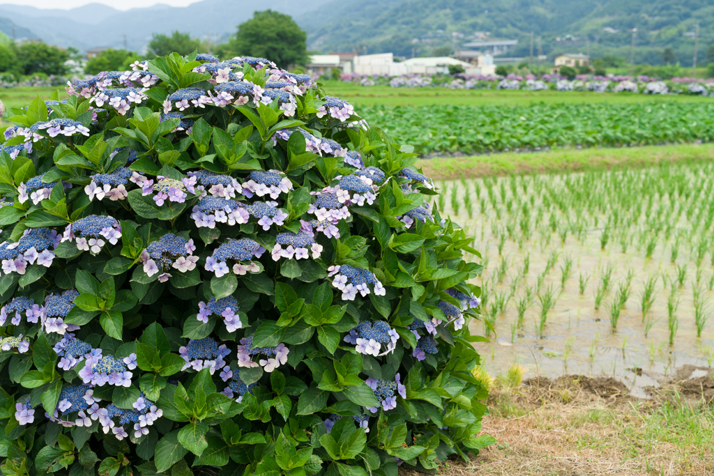 2023開成町あじさいまつり