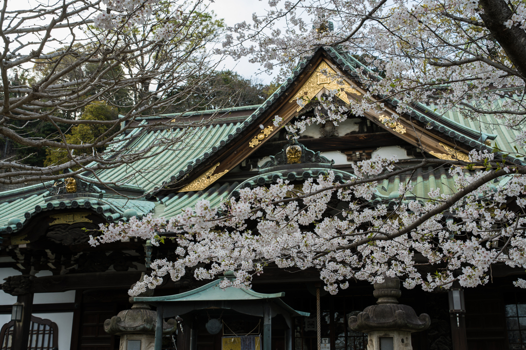 西中山 常照寺 花まつり
