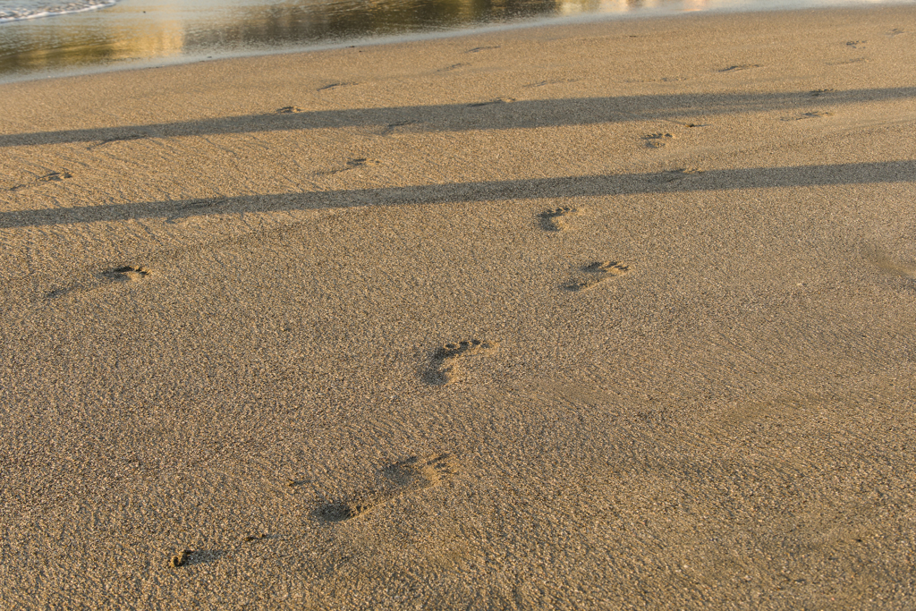 夏休みの森戸海岸