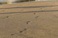 夏休みの森戸海岸