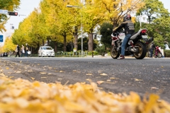 山下公園　銀杏並木