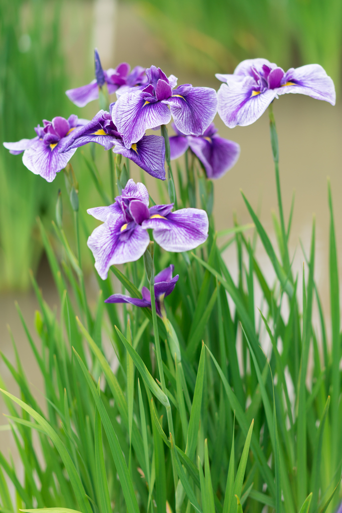 皇居　二の丸庭園