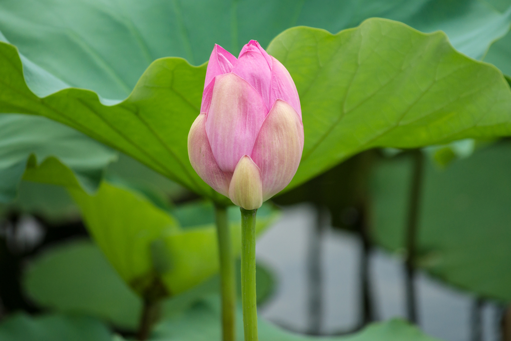 鶴岡八幡宮の蓮