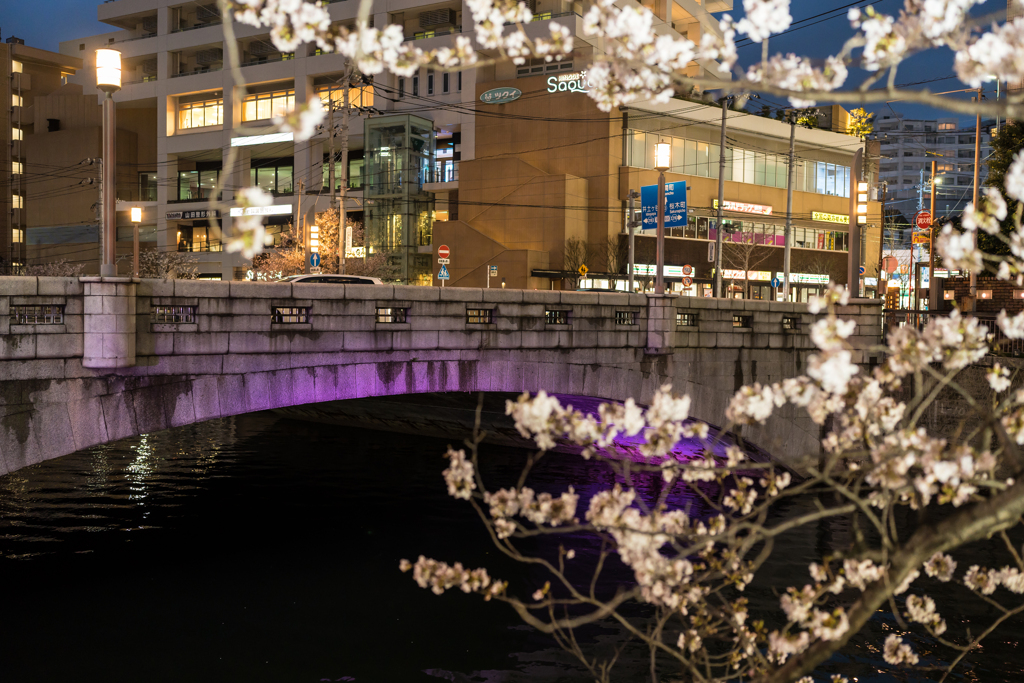 2023年大岡川の桜