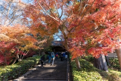 秋の円覚寺
