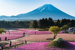 富士芝桜まつり 2022