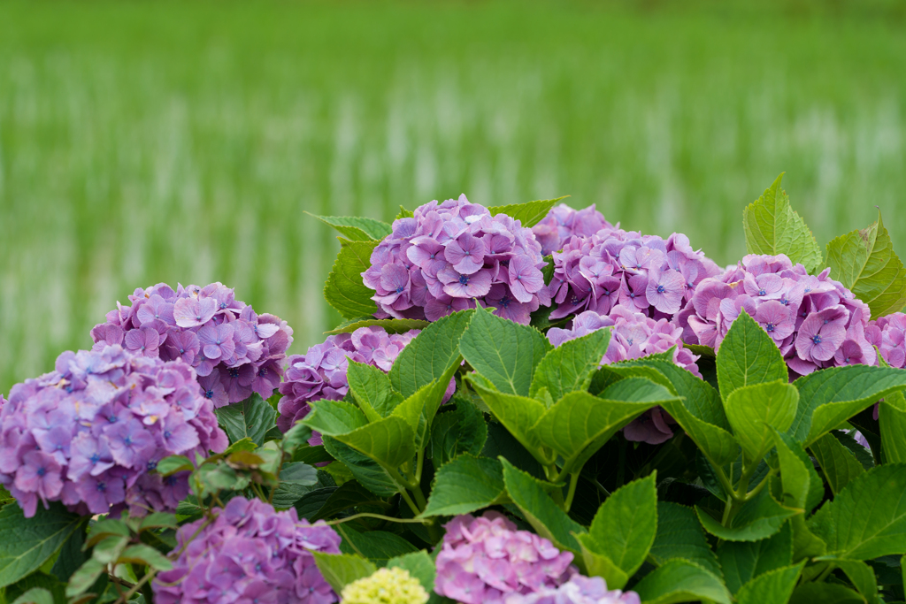 2023開成町あじさいまつり