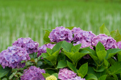 2023開成町あじさいまつり