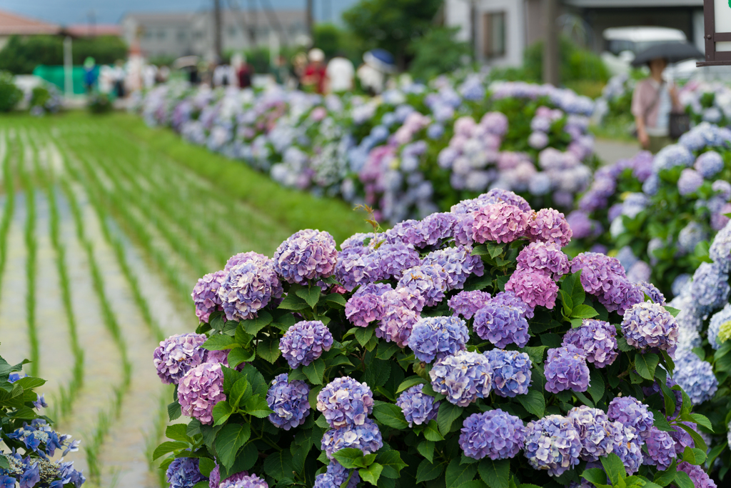 2023開成町あじさいまつり