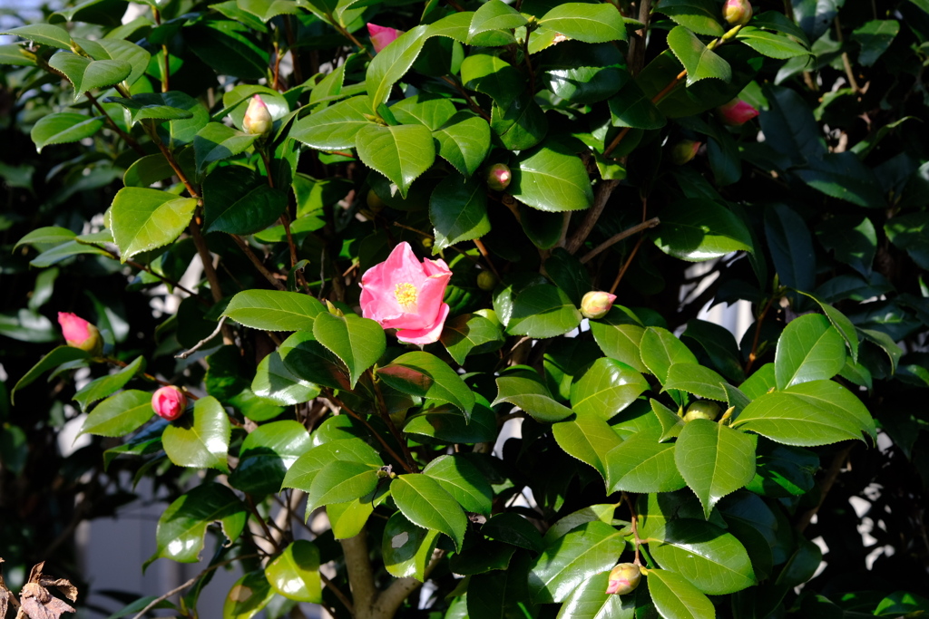 花が咲いたよ