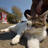 猫島の住猫