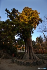 筑波神社2