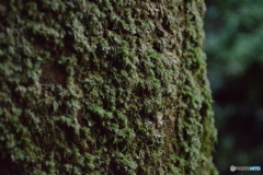 高尾山1