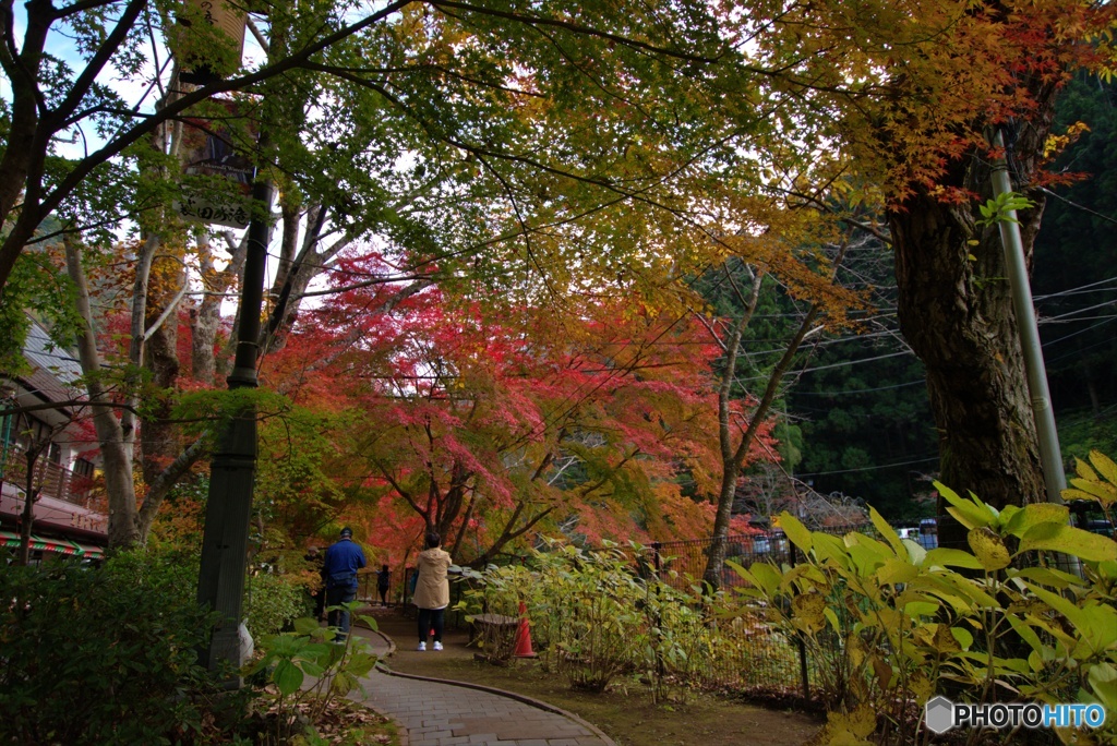 紅葉2
