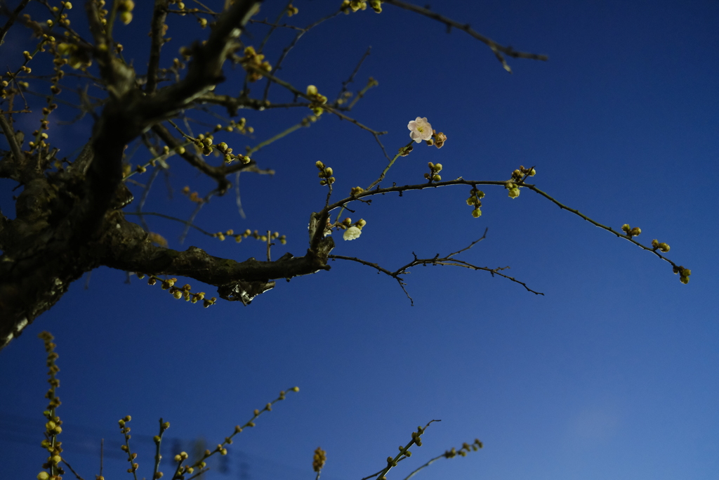 百花の魁