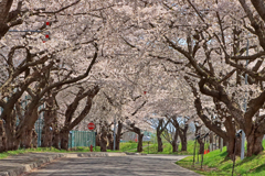 大野川桜並木