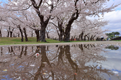 雨上がりの五稜郭