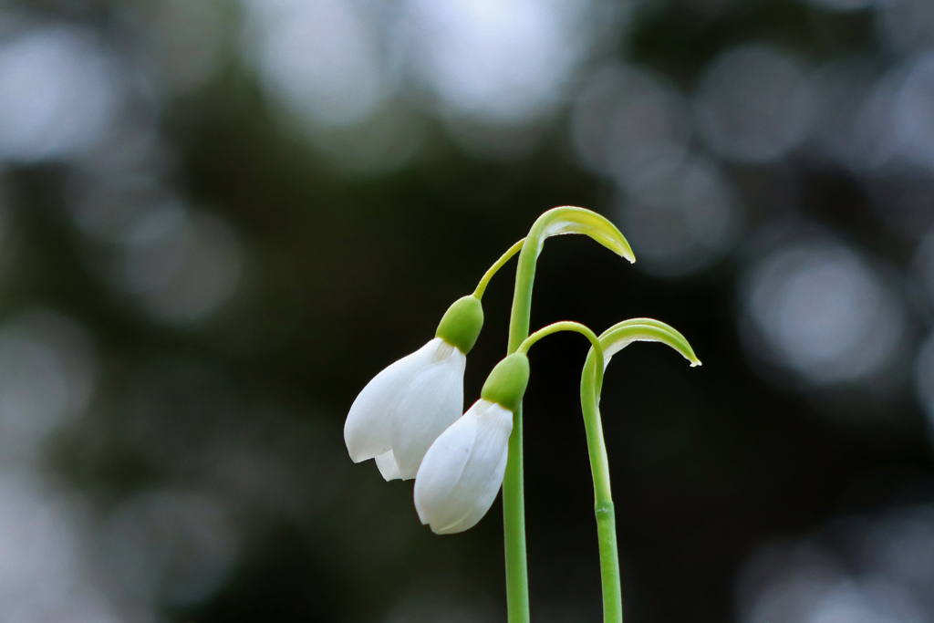 春を告げる花。