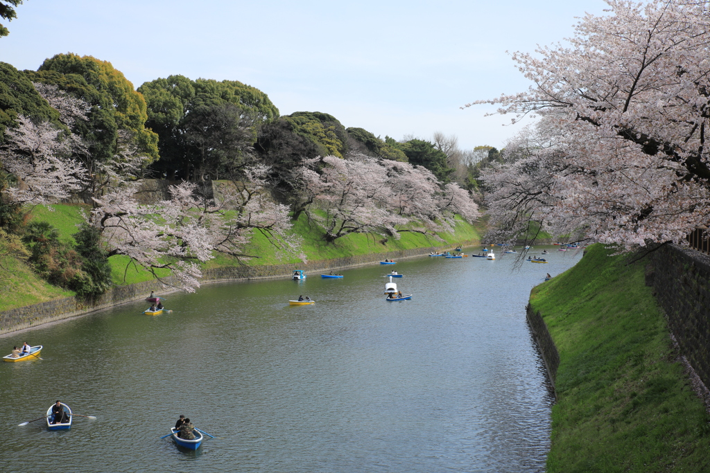 2022年千鳥ヶ淵⑥